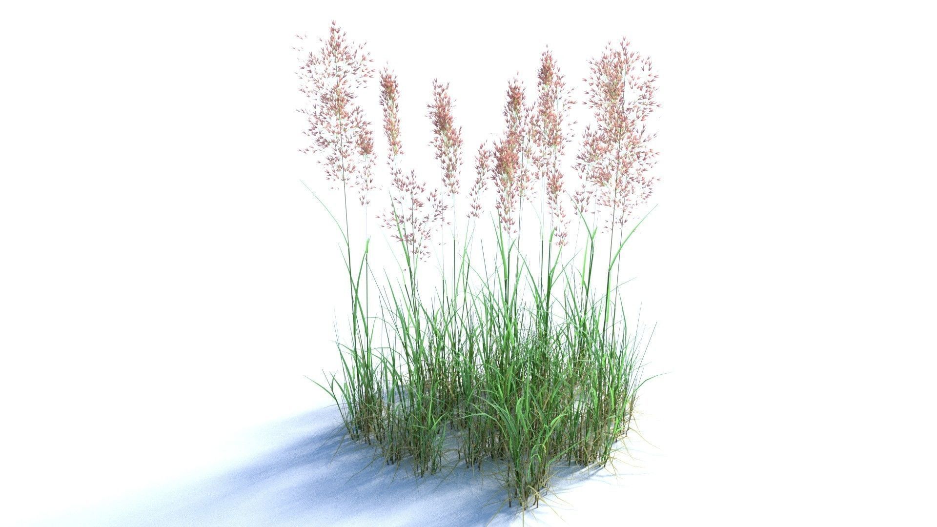 Bent Grass Agrostis Capillaris 3D model