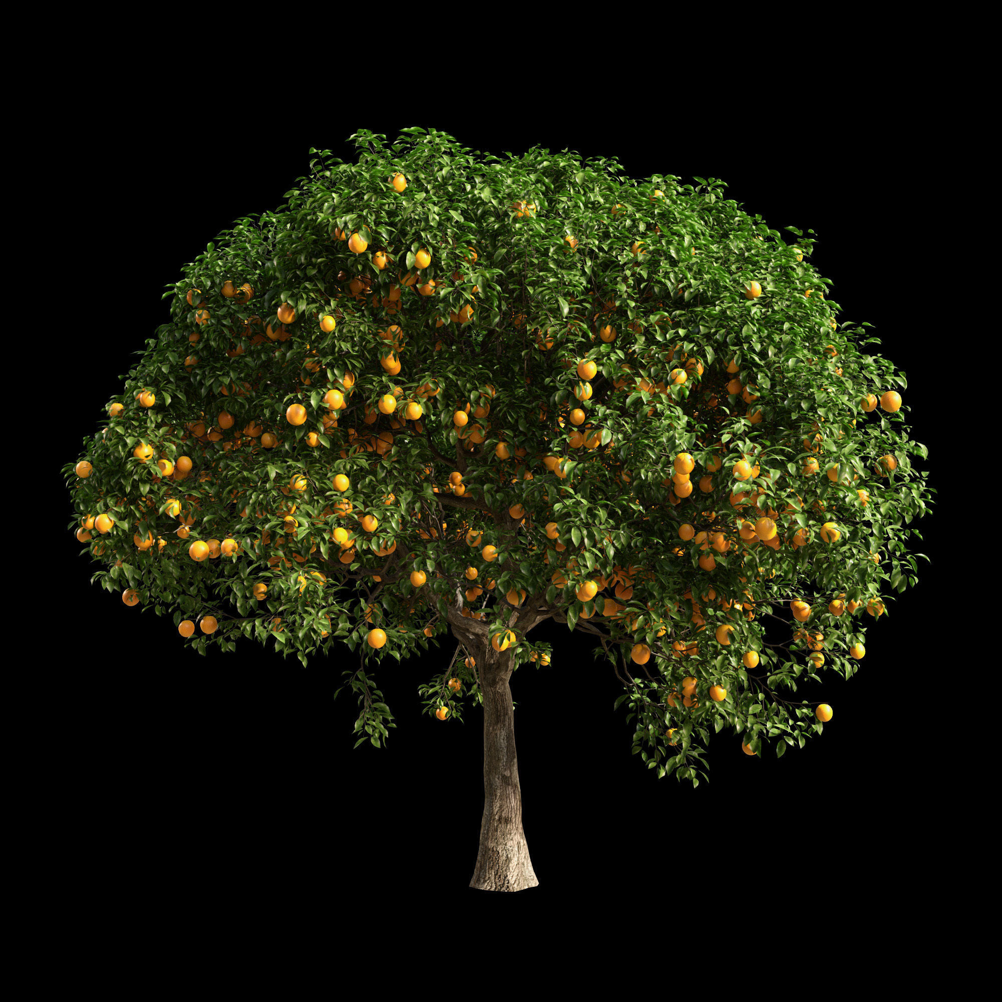 Orange Tree 14 3D model
