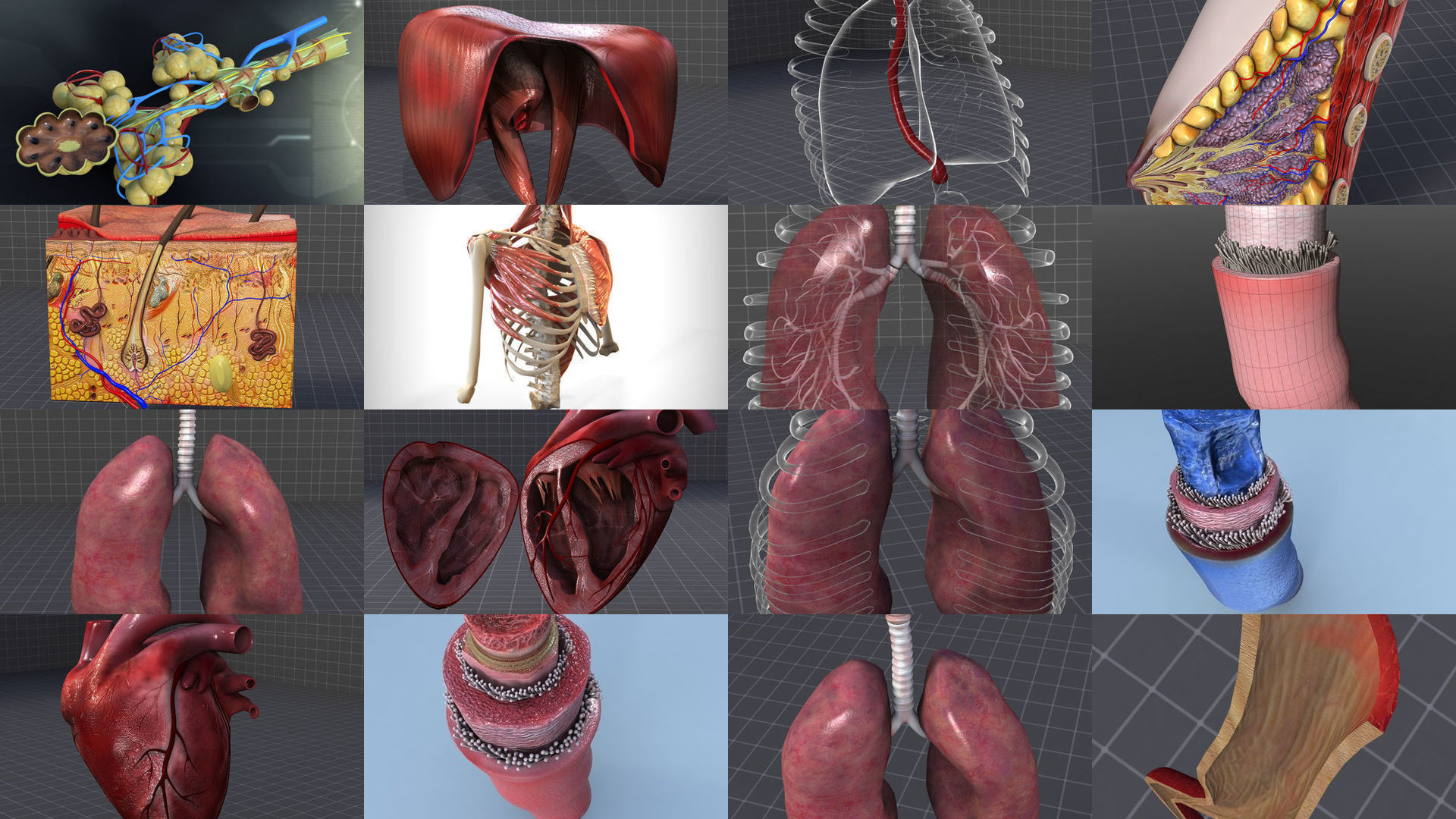 Cervical and Thoracic Anatomy Collection - Neck and Chest 