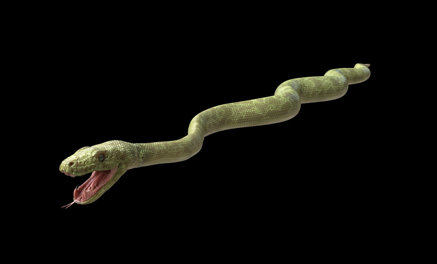Green Boa