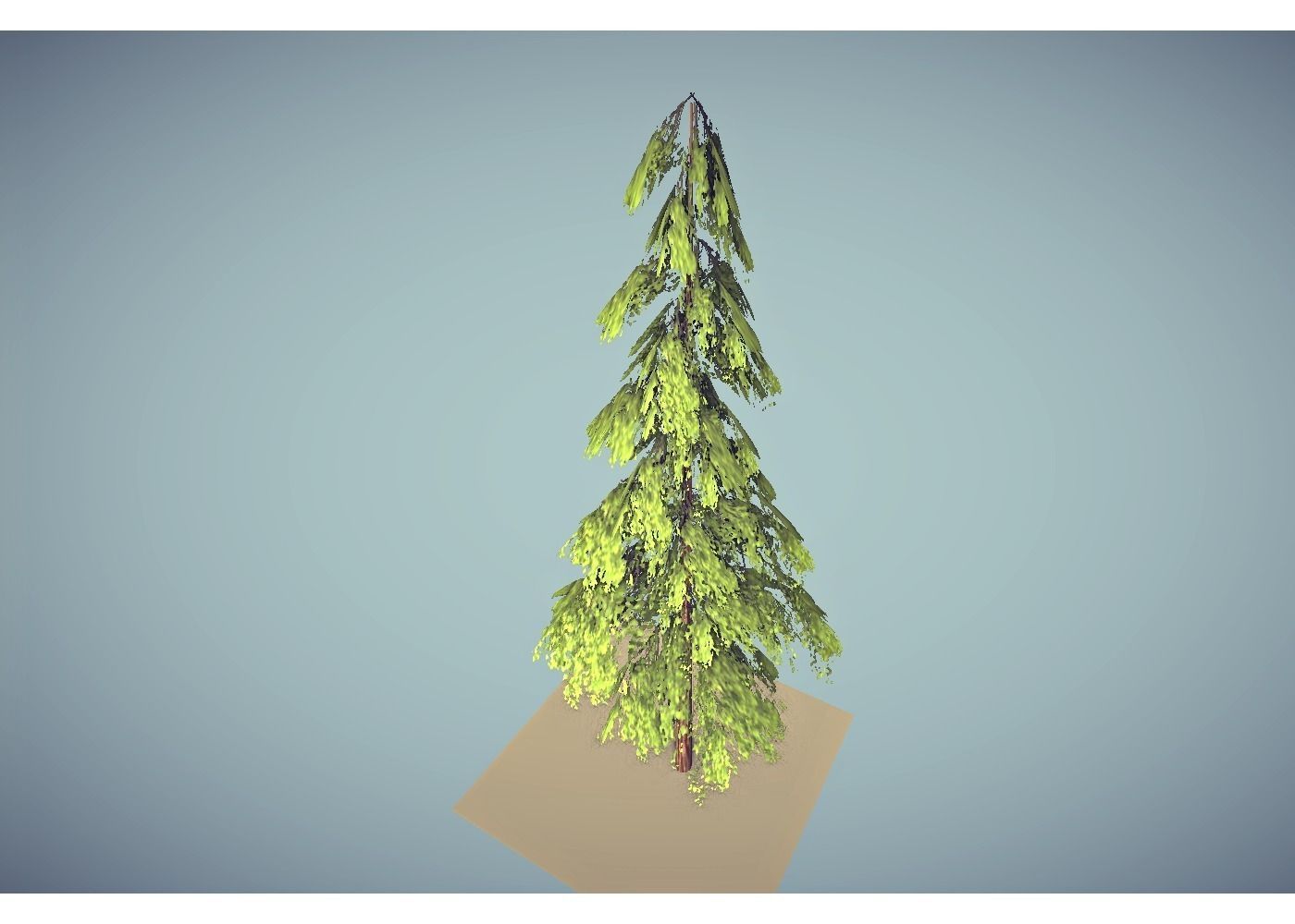pine tree free 3D model | CGTrader