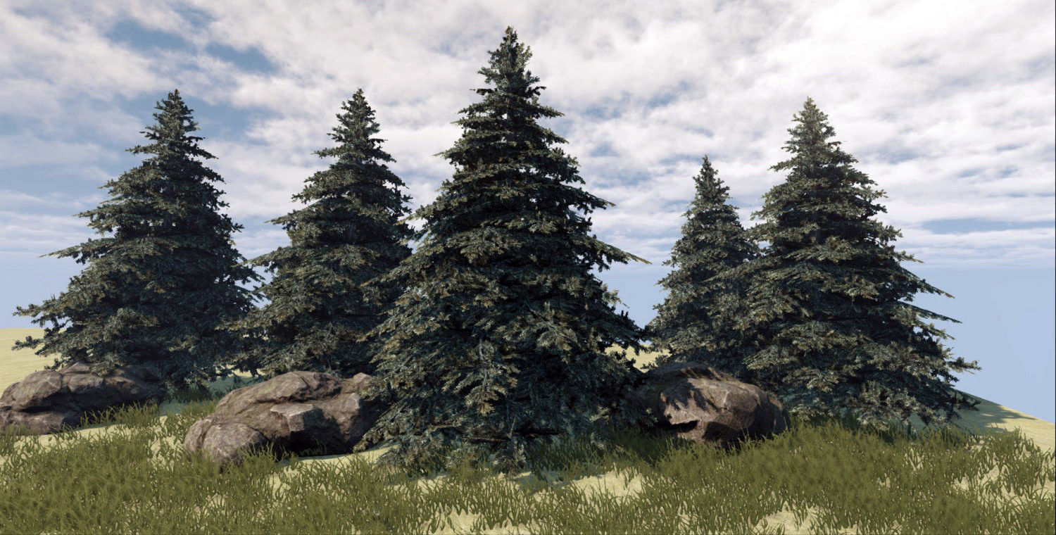 Fir Tree