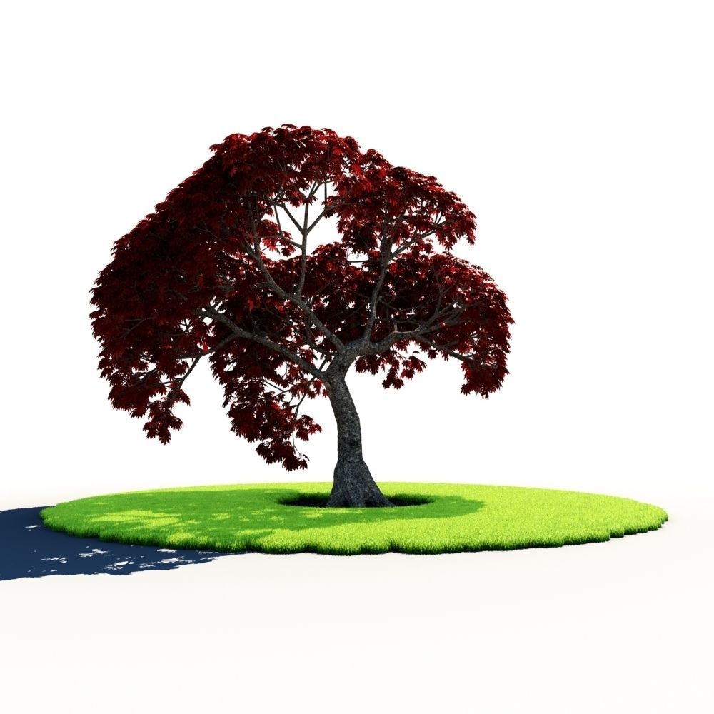 Japanese Maple B 3D model