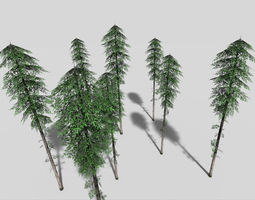 Spruce 3D Models | Download 3D Spruce files | CGTrader.com