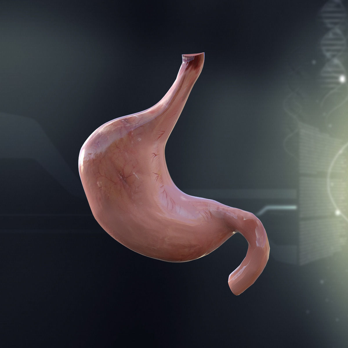 Human Stomach Anatomy 3D model