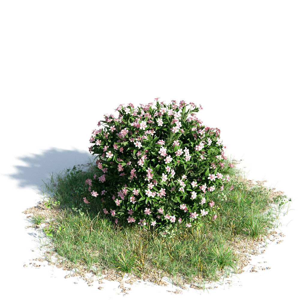 Nerium oleander dwarf 43 am154