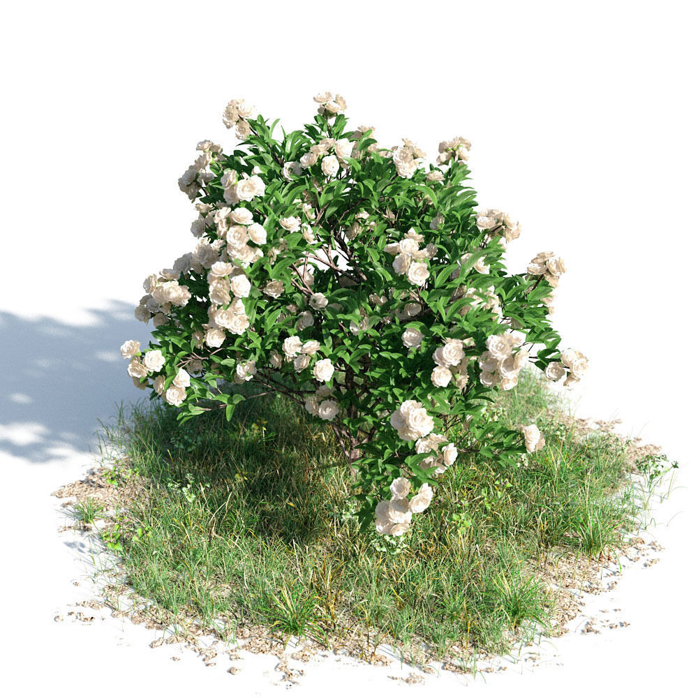 Gardenia 31 am154 3D model | CGTrader
