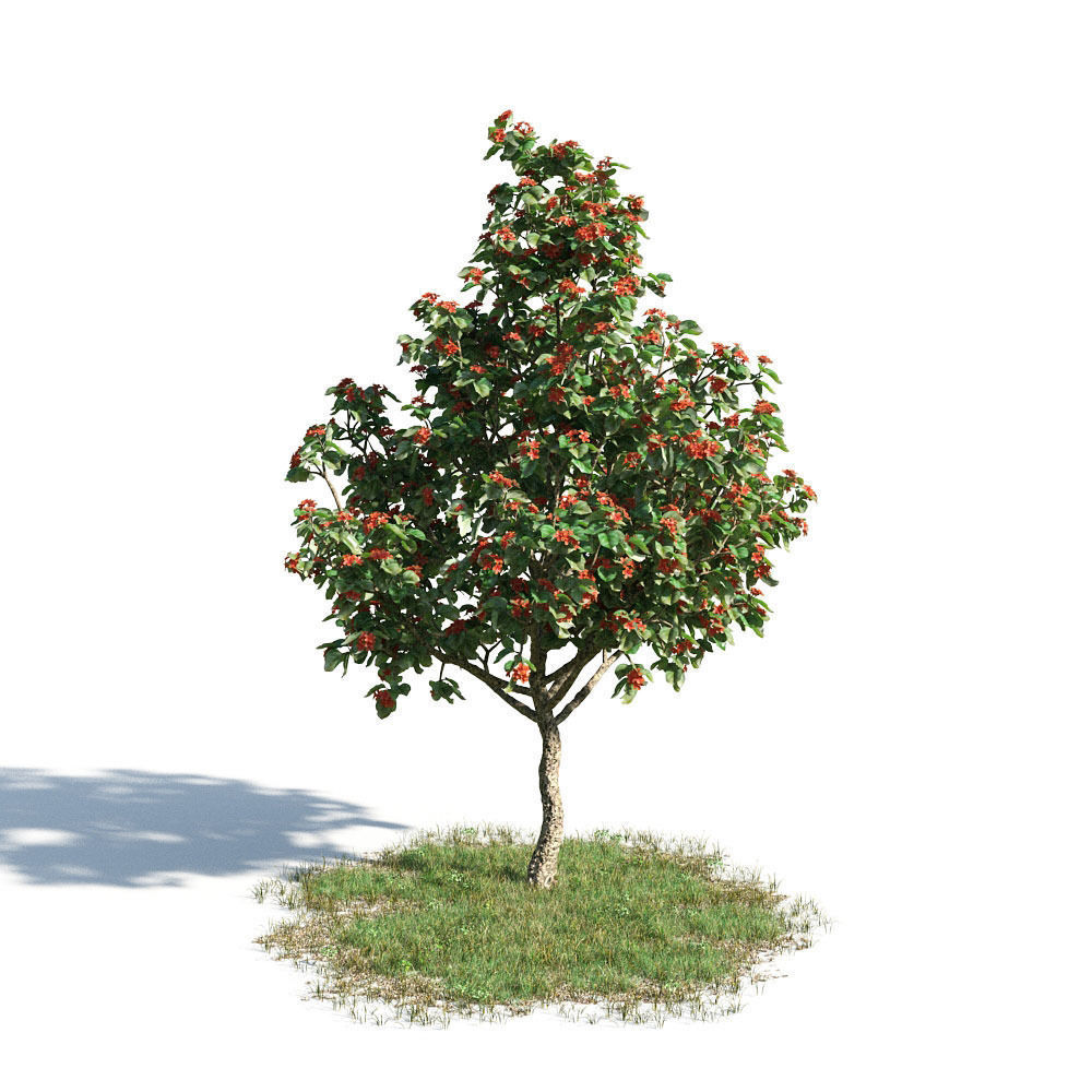 Cordia sebestena 17 am154 3D model | CGTrader