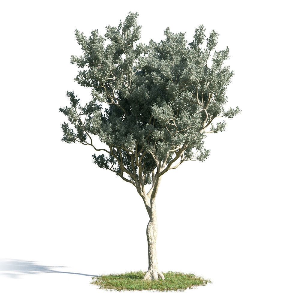 Conocarpus erectus 16 am154 3D model | CGTrader