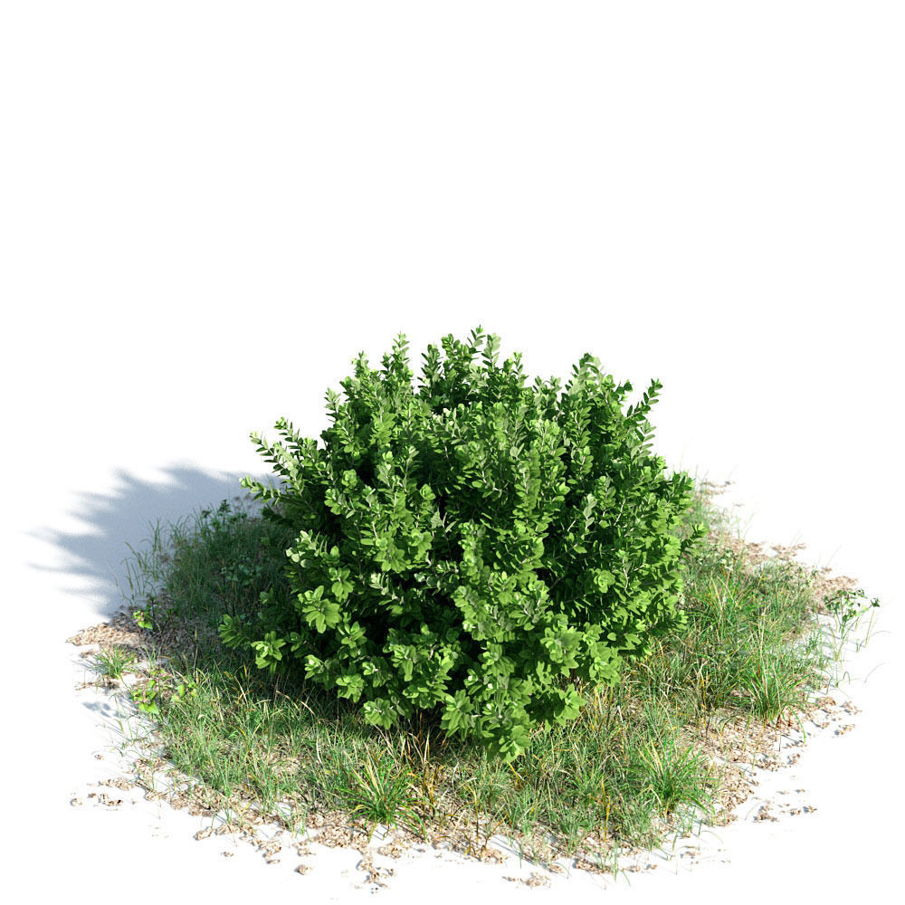 3D model Buxus sempervirens 10 am154 | CGTrader
