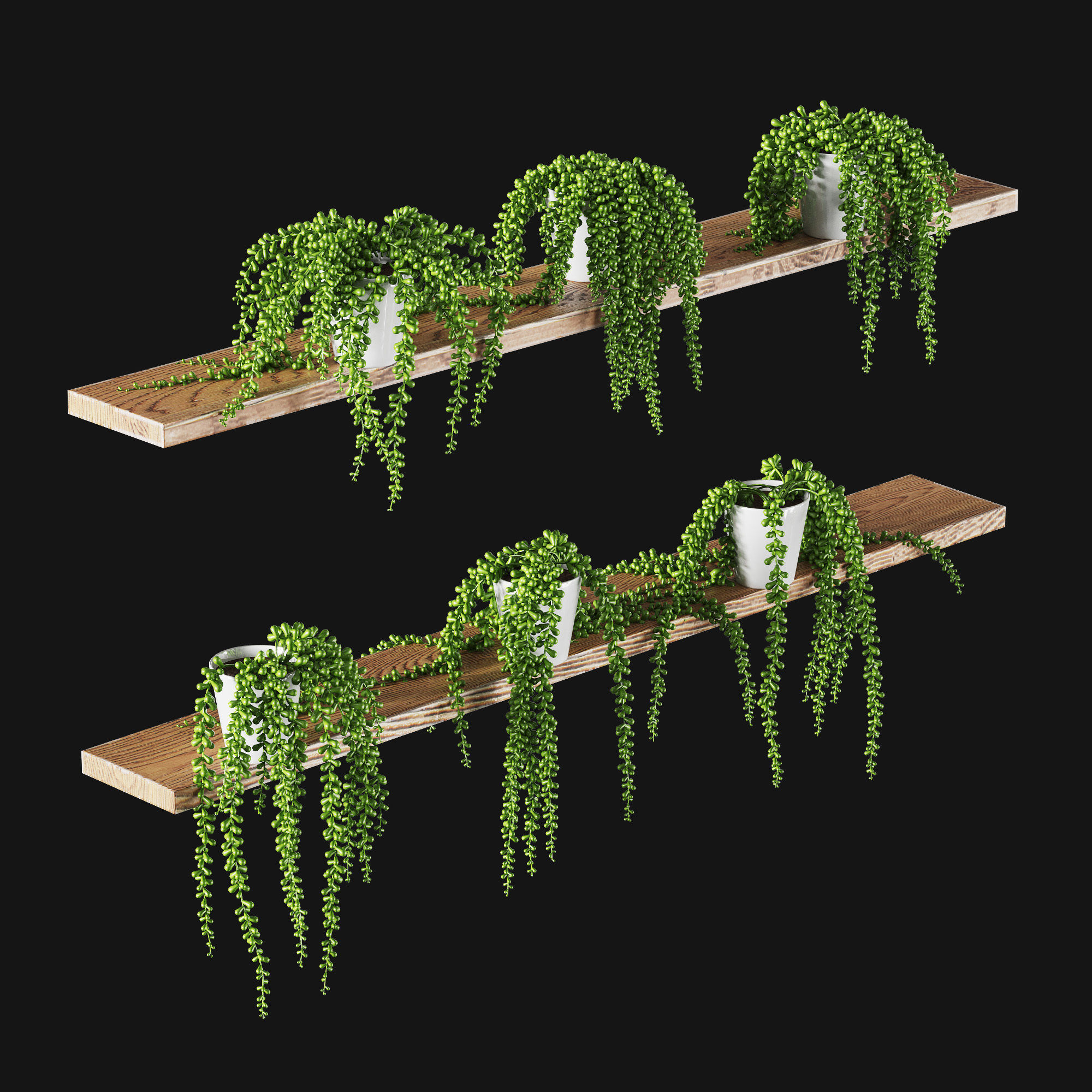 Hanging succulents in pots on shelves