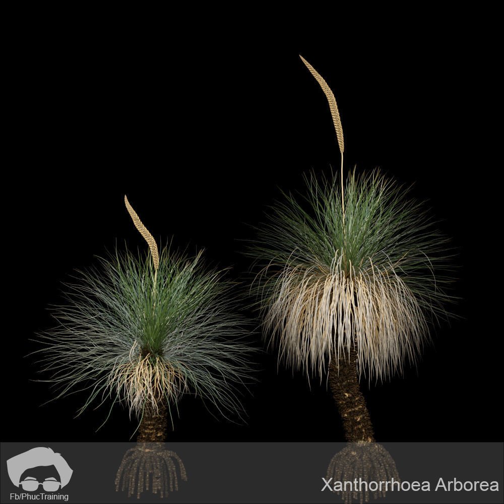 Xanthorrhoea Arborea