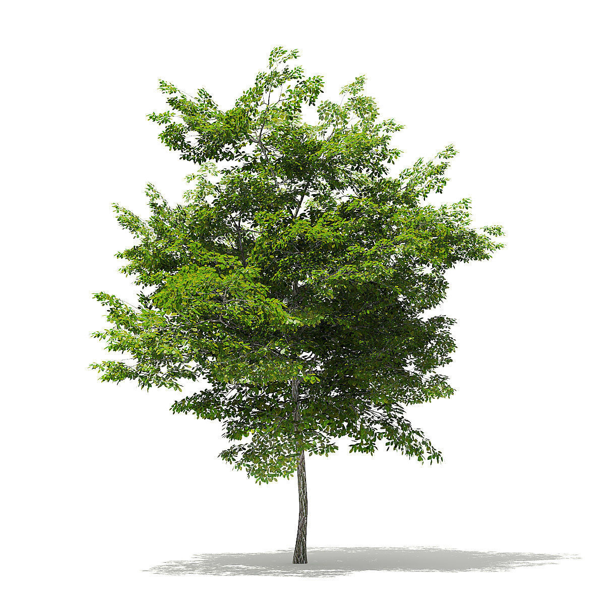 Scotch Elm 3D Model 7m