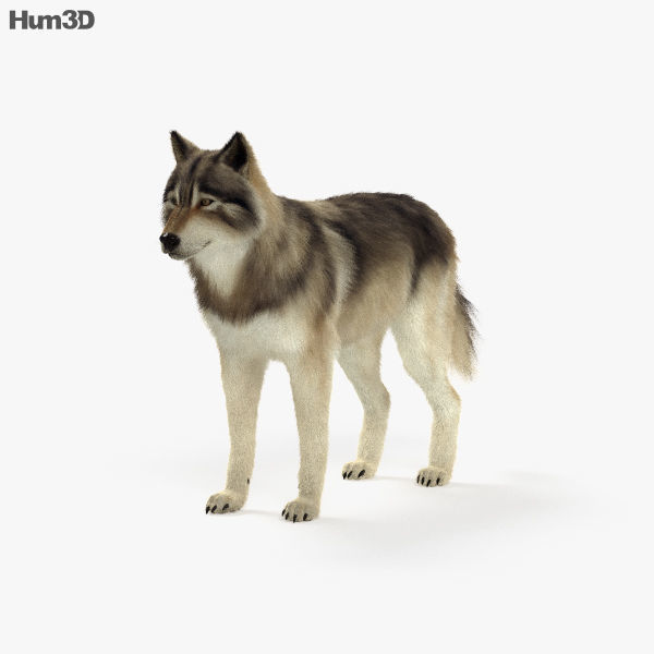 Gray Wolf HD
