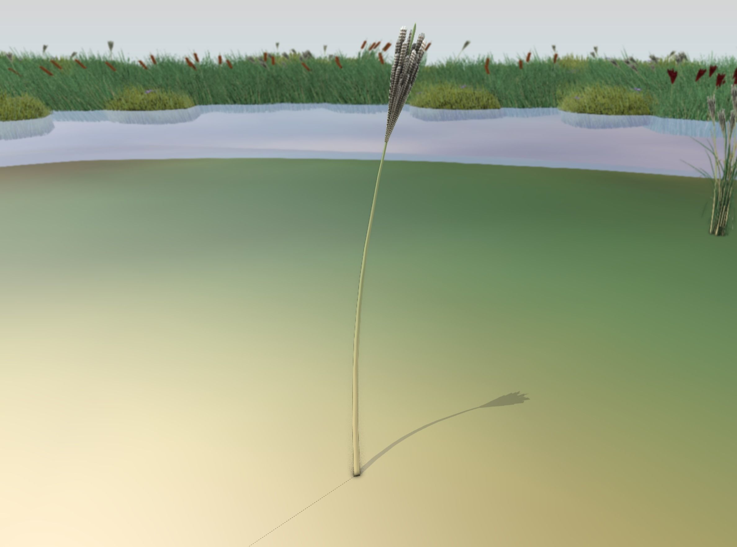 Reeds - Object 18 Low-poly  3D model