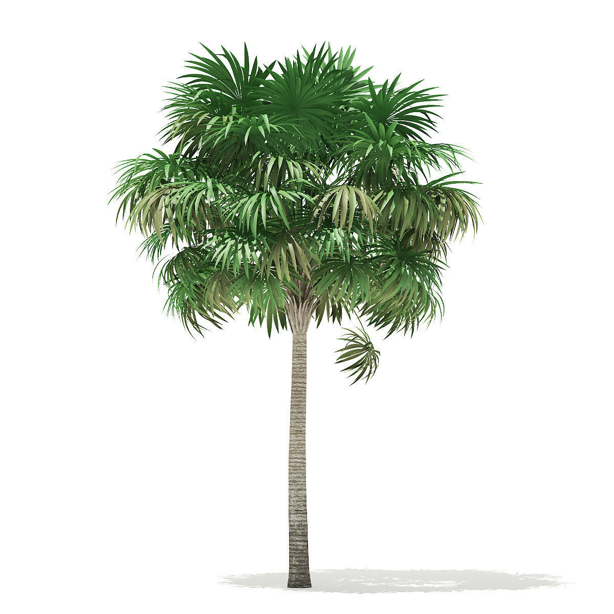 Thatch Palm Tree 3D Model 7m 3D model