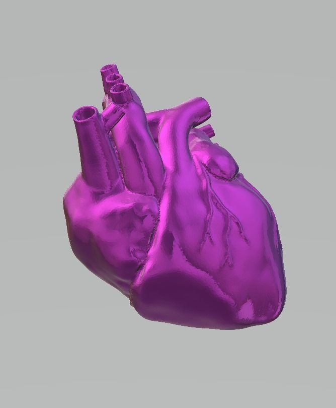 anatomicalheart 3D model 3D printable CGTrader