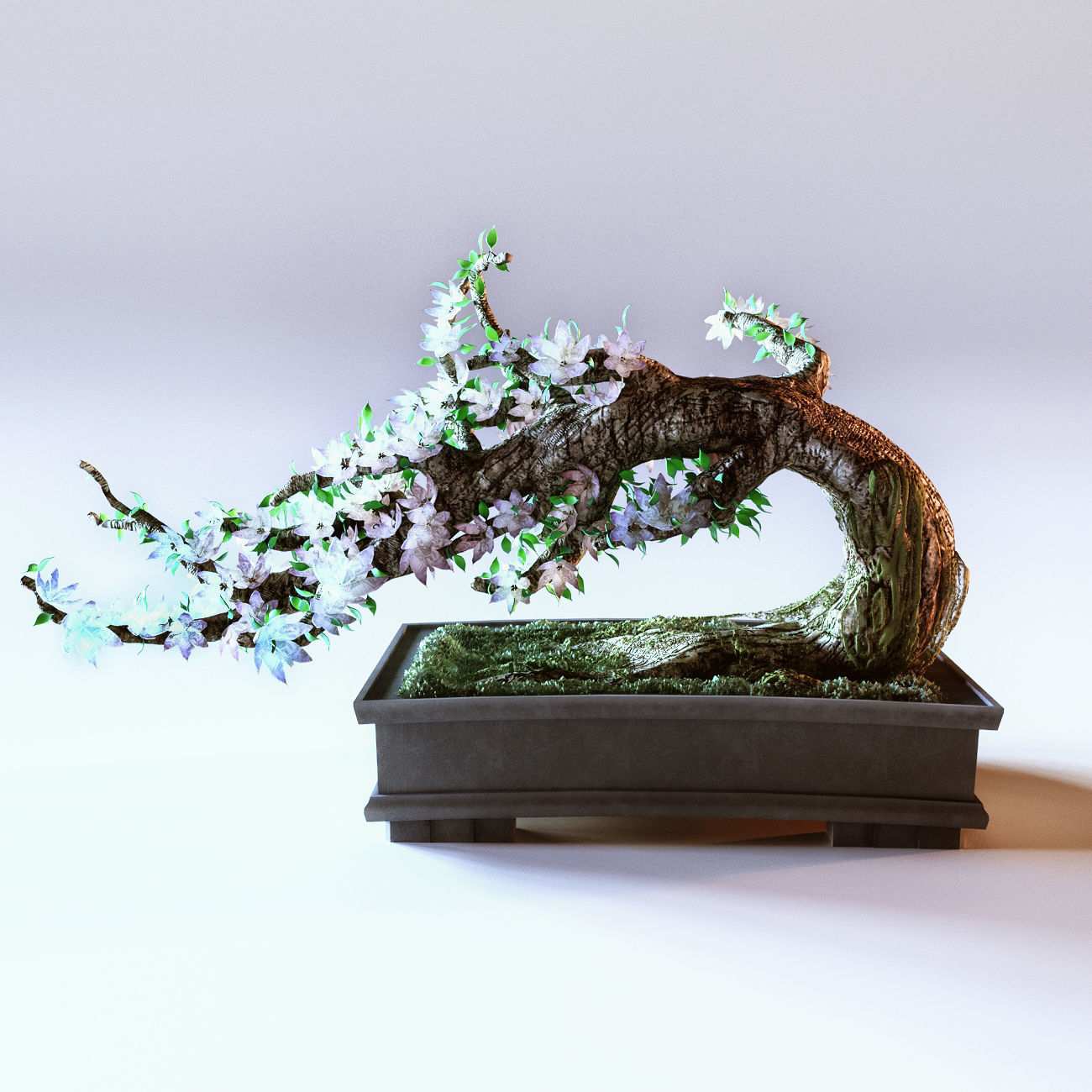 Bonsai Tree