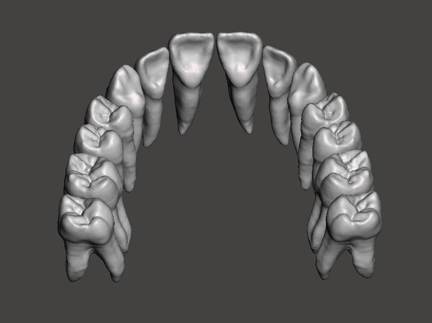 Maxillary human teeth full arch