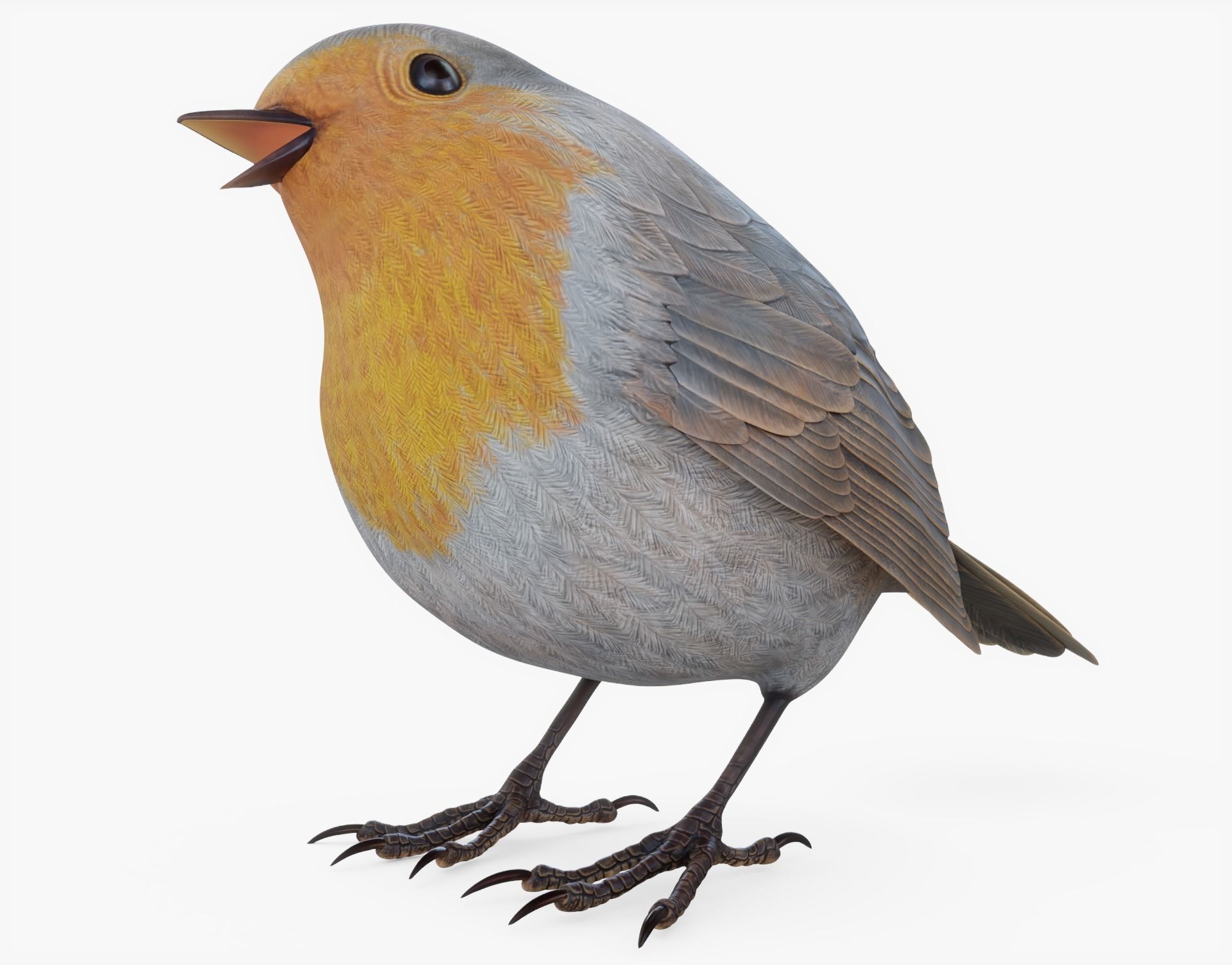 3d Pbr Robin Bird Posed Cgtrader