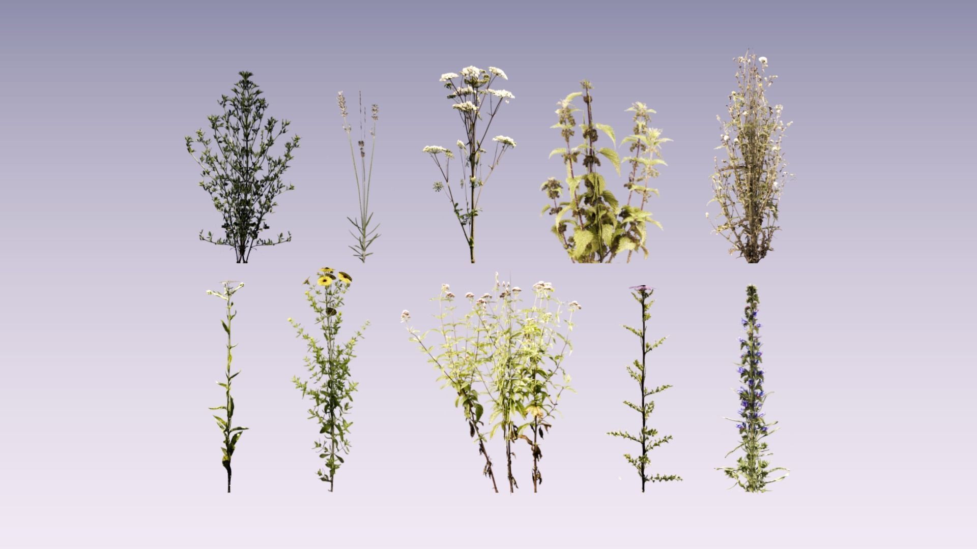 Wild flower set lowpoly Low-poly 3D model