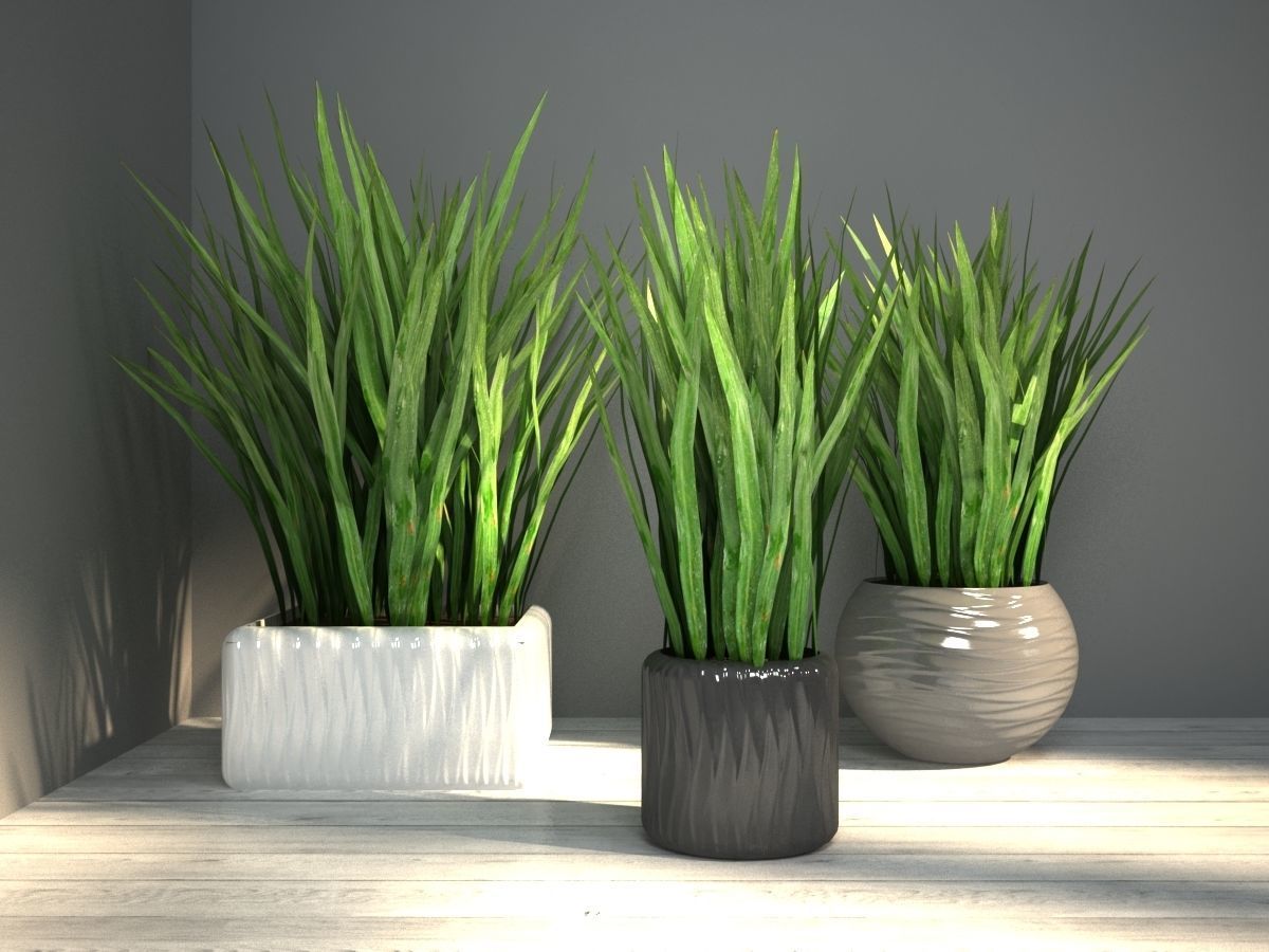 grass in pot