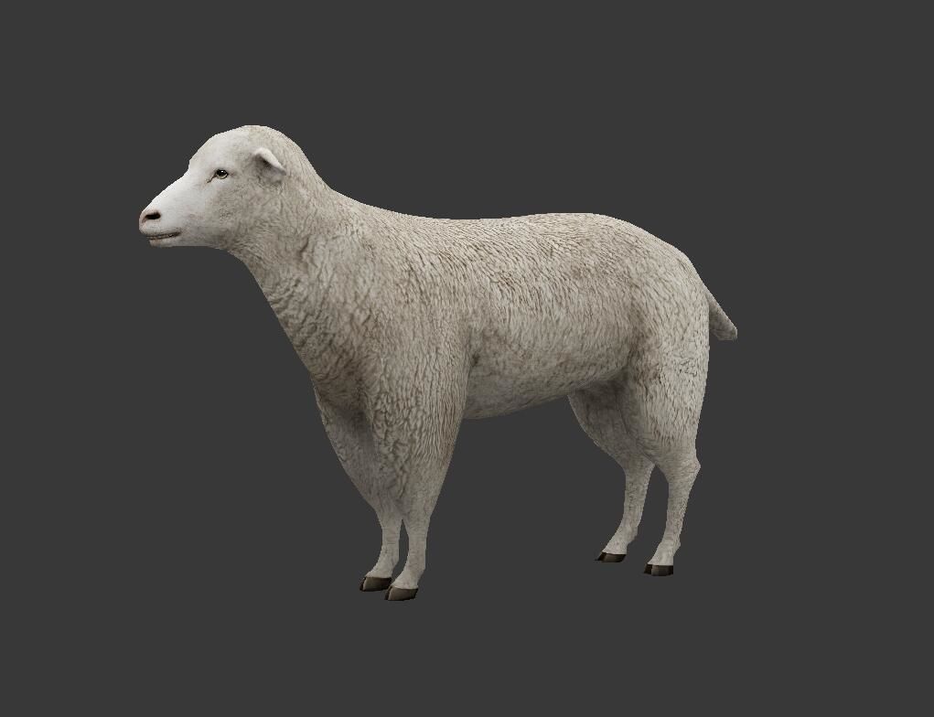sheep Low-poly 3D model