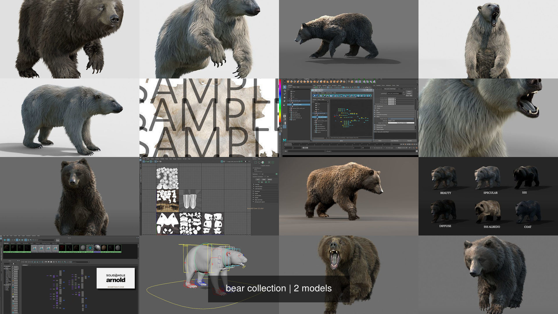 bear collection