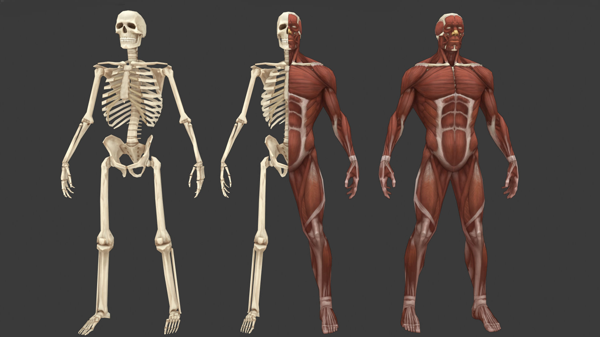 Stylized anatomy model Low-poly  3D model