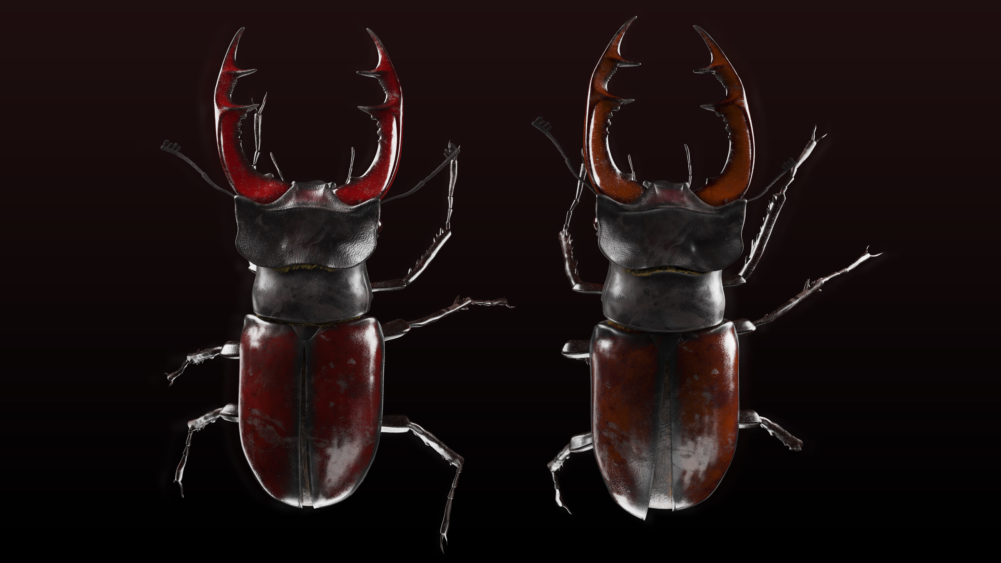 Lucanus cervus - Stag beetle