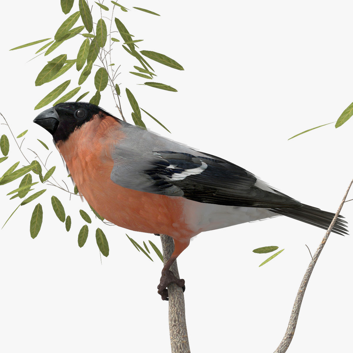 Eurasian Bullfinch - rigged - animated