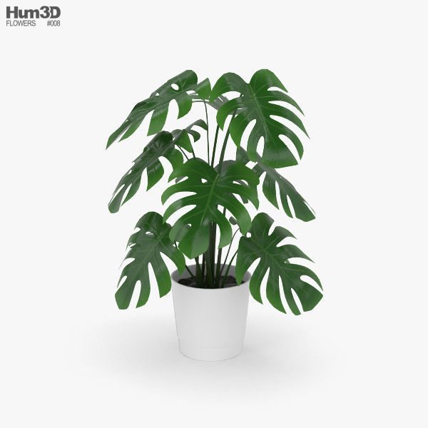 Monstera 3D model