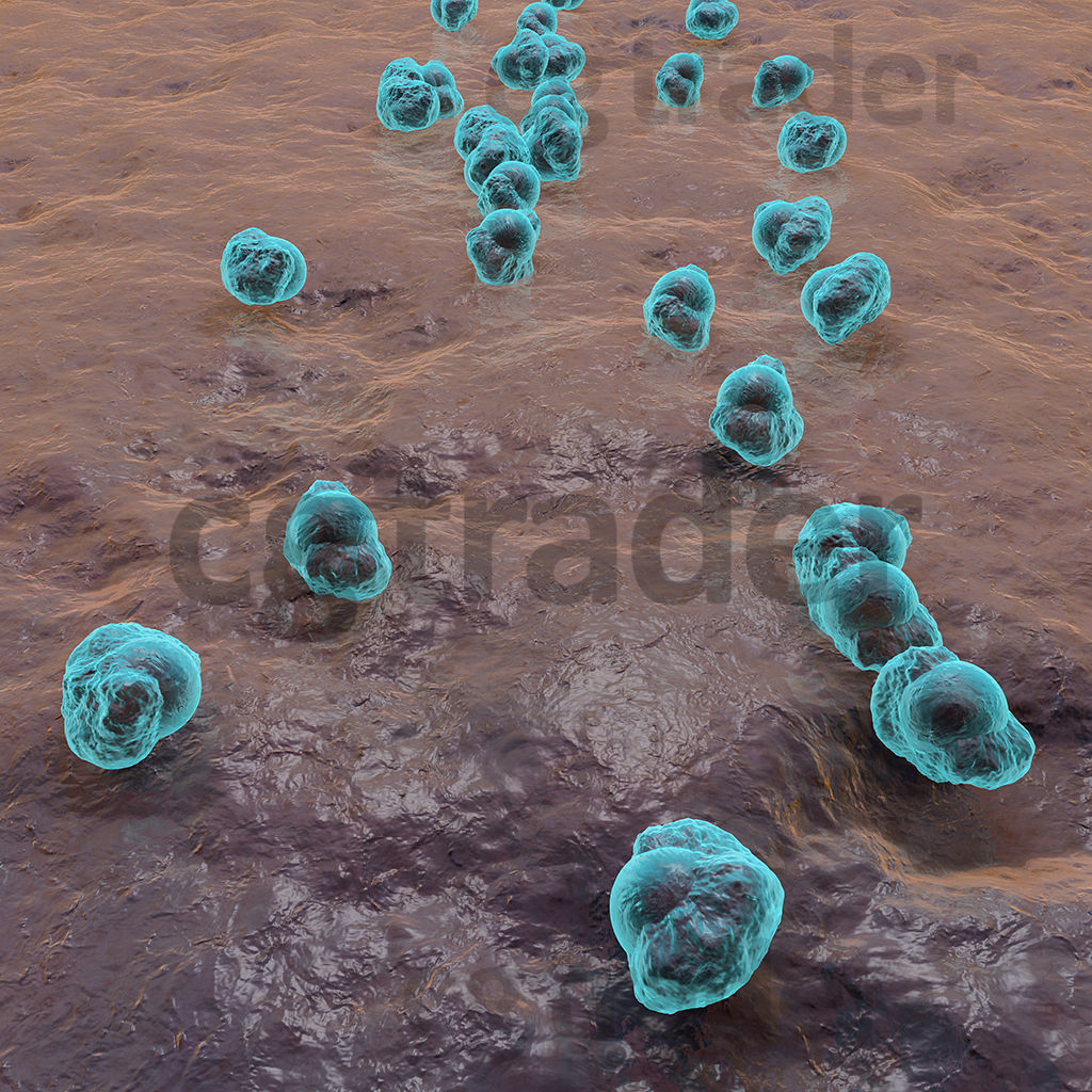 Bacteria group of cells in water 3D model CGTrader