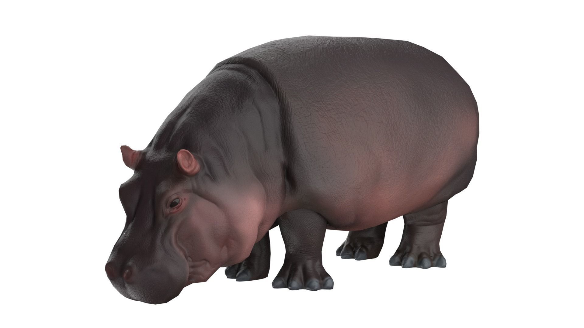 3D model Hippo VR / AR / lowpoly CGTrader