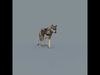 My Wolf - 3d animated wolf model Low-poly 3D model_2