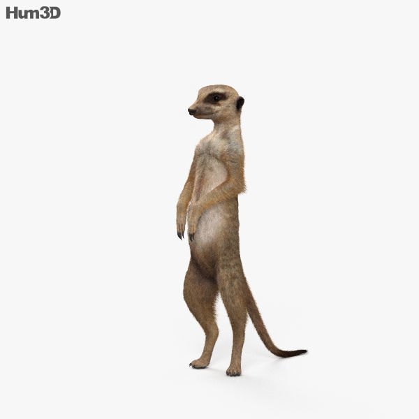 Meerkat HD