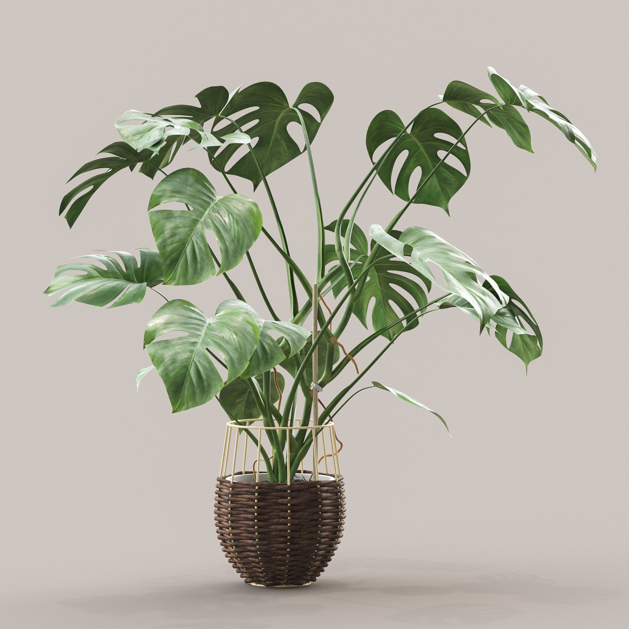 Monstera