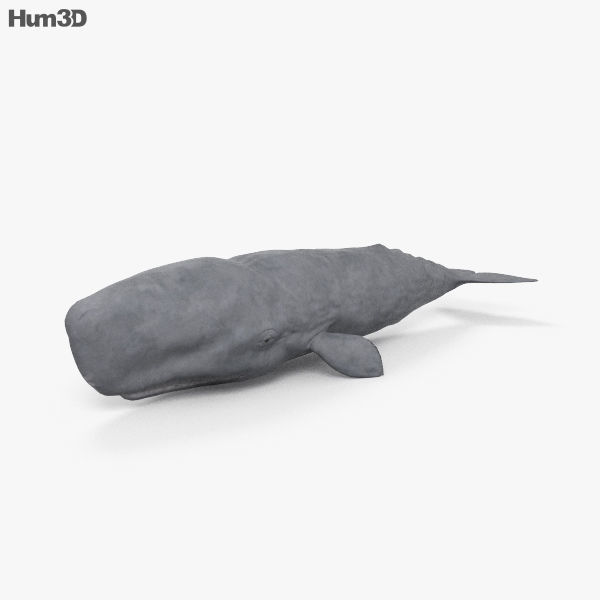 Sperm Whale HD