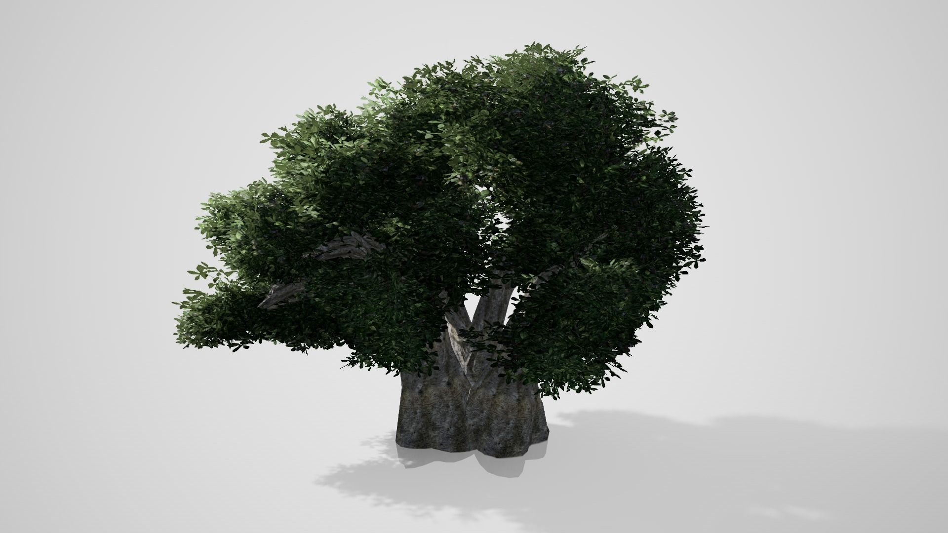 3D model Baobab Tree VR / AR / low-poly | CGTrader