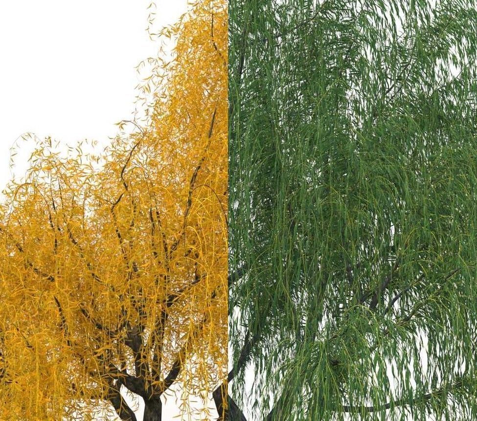 willow trees