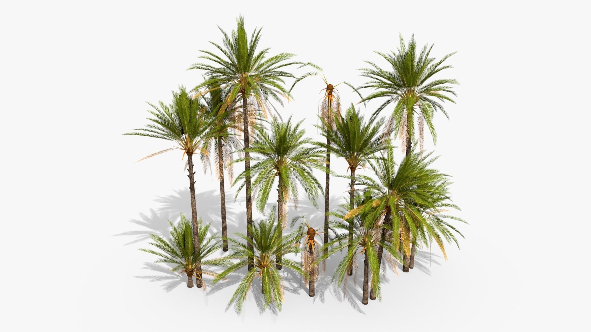 Phoenix Dactylifera Palm Tree