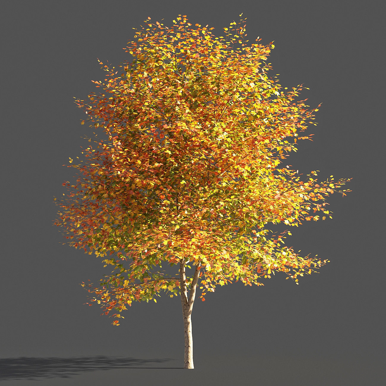 TULIP TREE 1