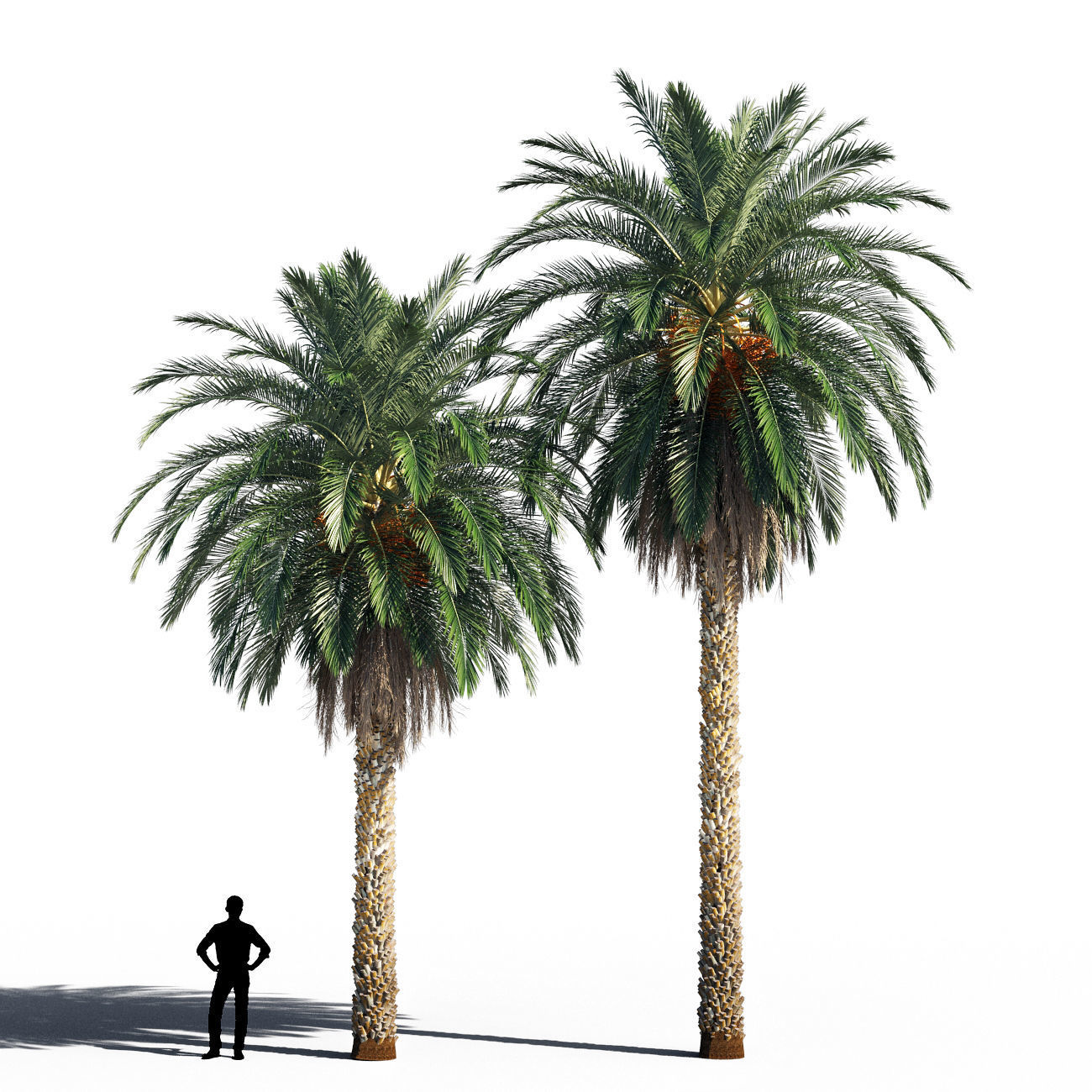 Date palm 2
