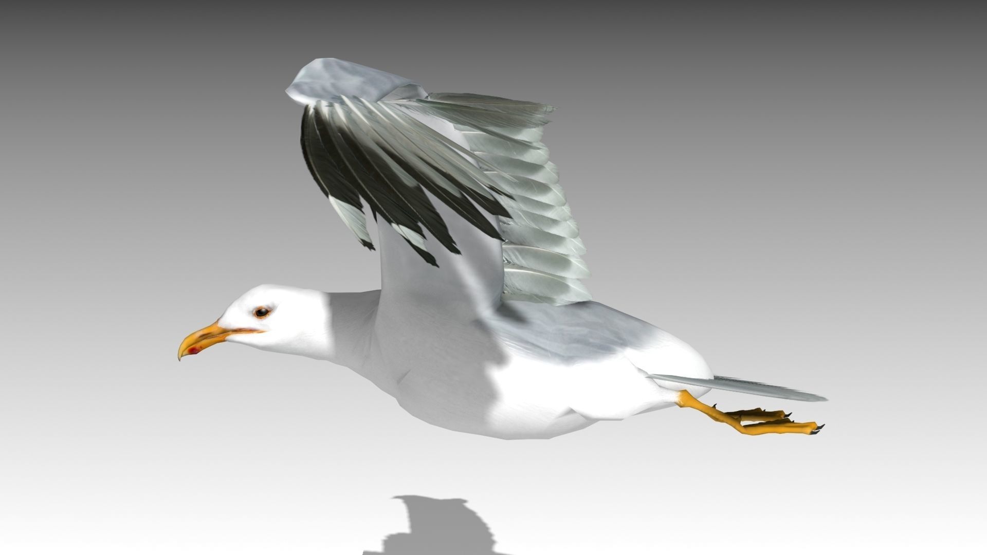 3D model Seagull VR / AR / low-poly rigged animated | CGTrader