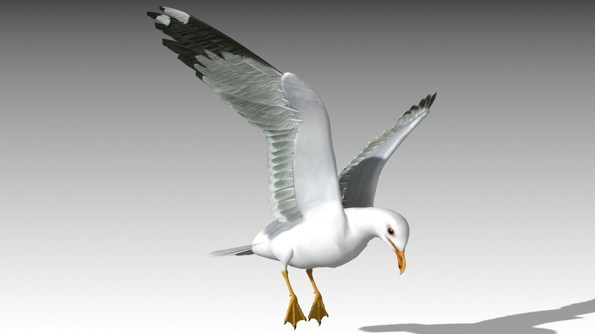 3D model Seagull VR / AR / low-poly rigged animated | CGTrader