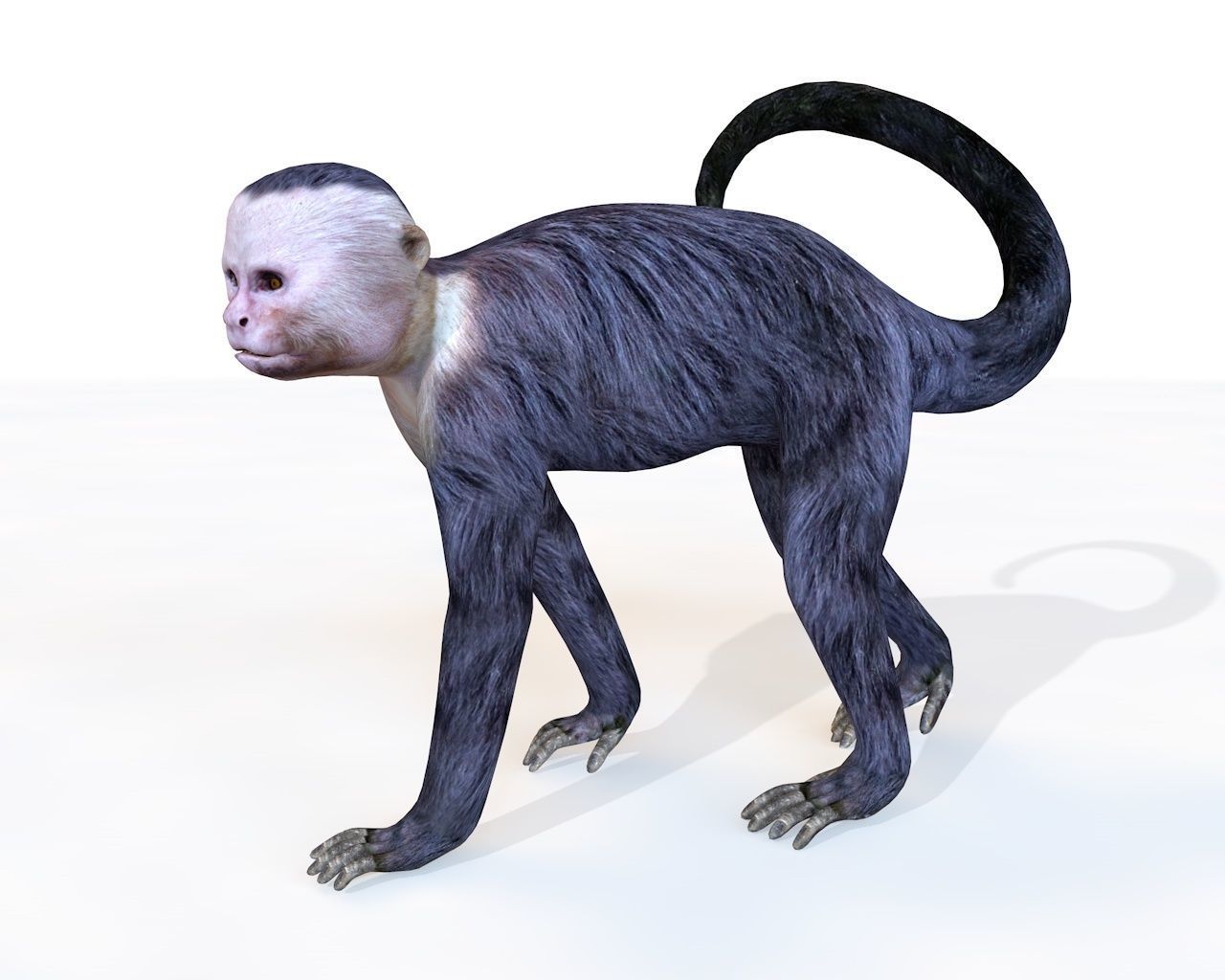Capuchin Monkey Rigged Low-poly 3D model