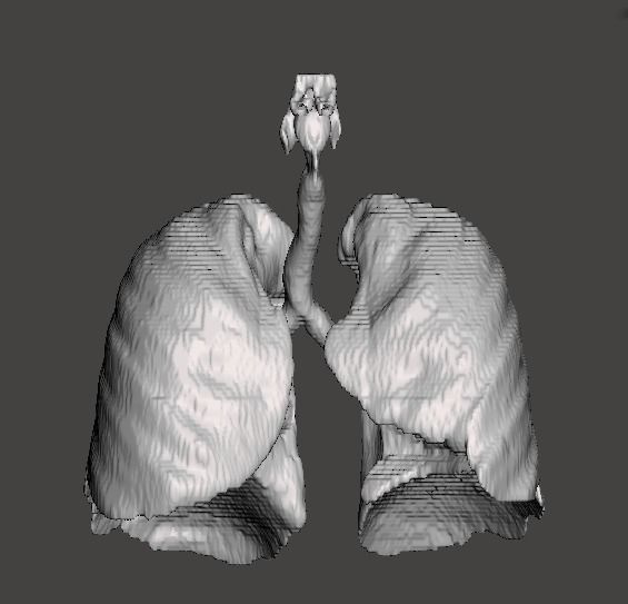 Human Respiratory System