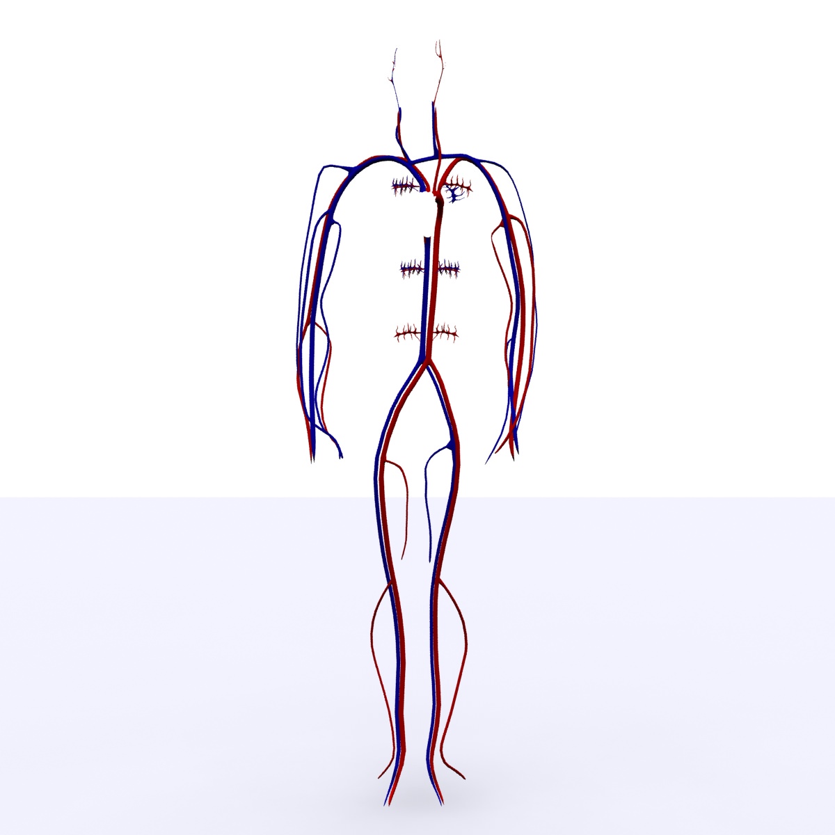 Circulatory System Basic 3D Model MAX OBJ 3DS FBX C4D MA MB | CGTrader.com