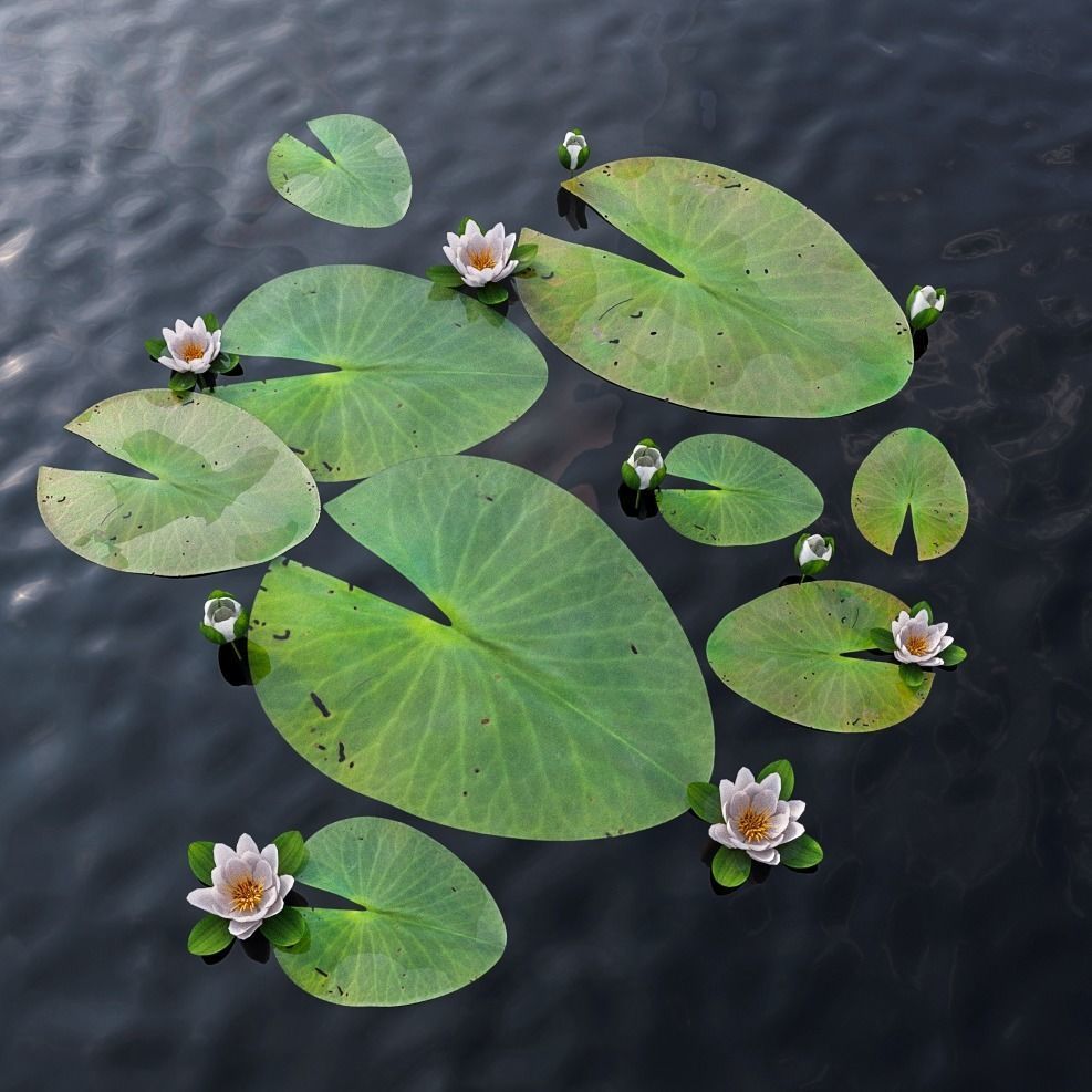 Water Lily