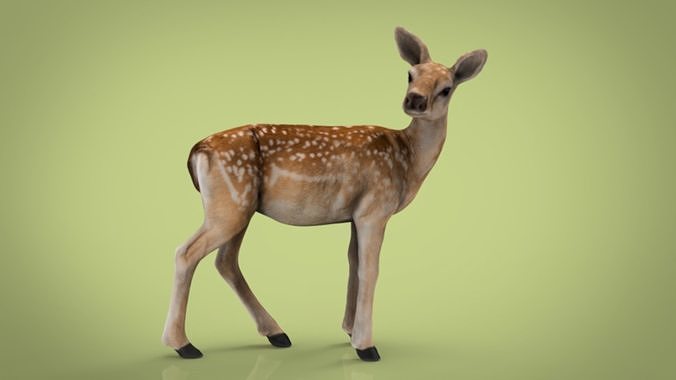 3d Model Baby Deer Vr Ar Low Poly Cgtrader